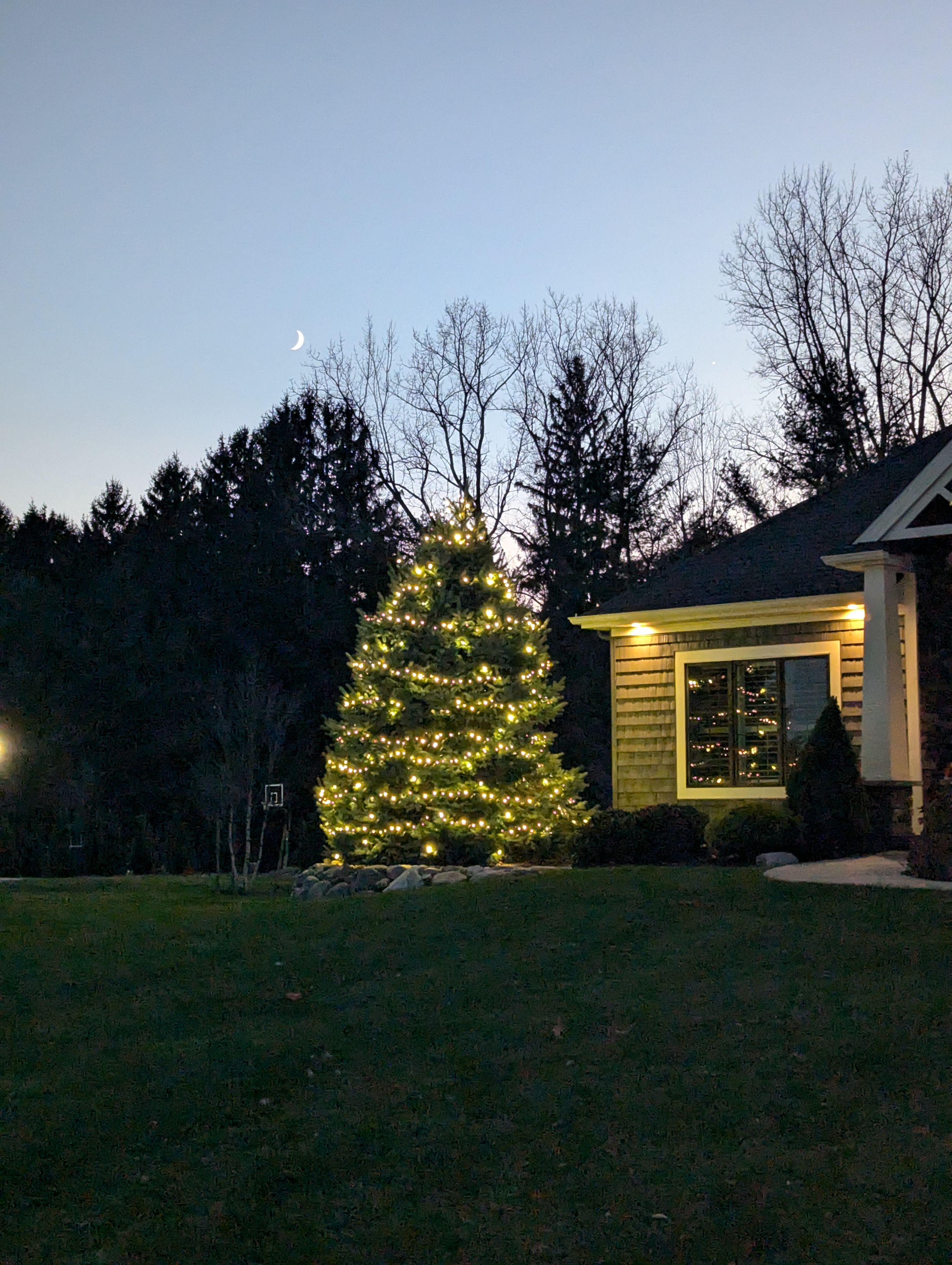 Warm-white lights installed on a large evergreen